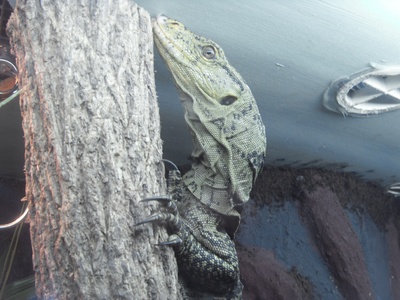 Gray's Monitor