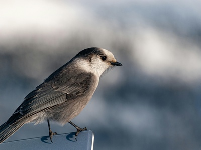 Gray Jay