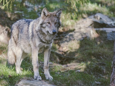 Gray Wolf