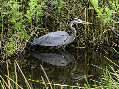 Great blue heron