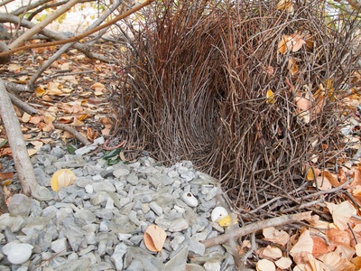 Great Bowerbird