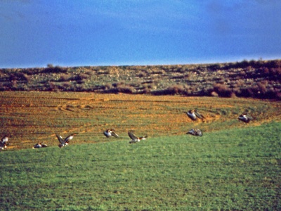 Great Bustard