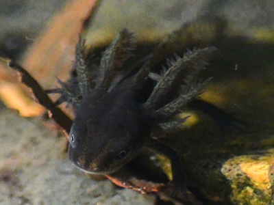 Great crested newt
