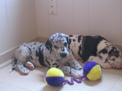 Great Dane