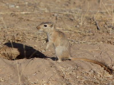 Great Gerbil