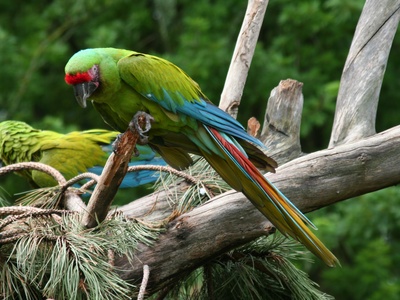 Great green macaw