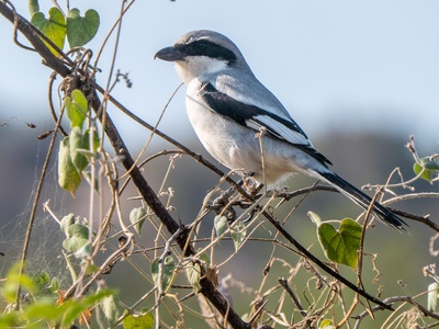Great Grey Shrike