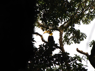 Great hornbill
