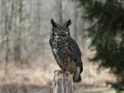 Great Horned Owl