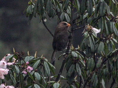 Great parrotbill