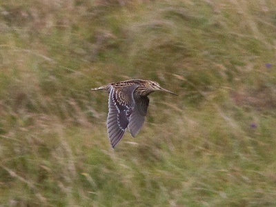 Great snipe
