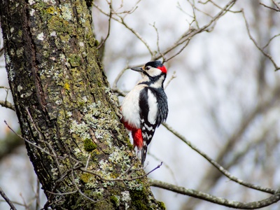 Great Spotted Woodpecker