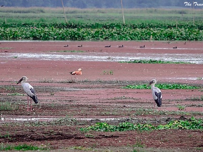 Greater Adjutant