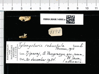 Greater bamboo bat