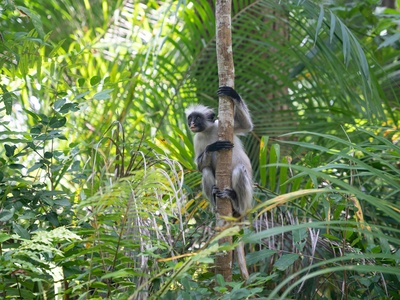 Greater bamboo lemur
