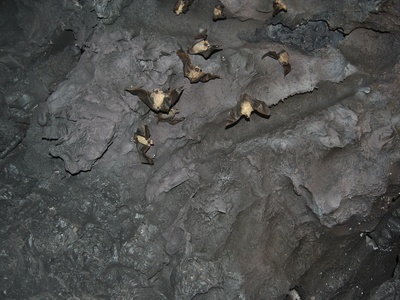 Greater Horseshoe Bat