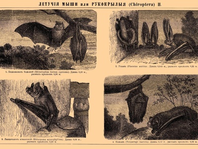 Greater Mouse-tailed Bat