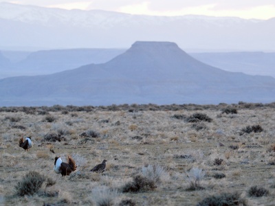 Greater sage-grouse