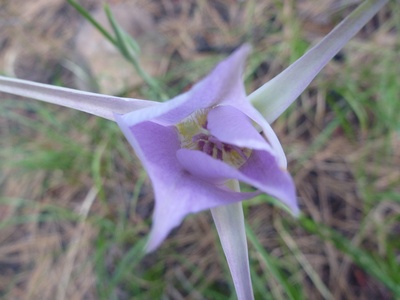 Green-banded Mariposa Lily