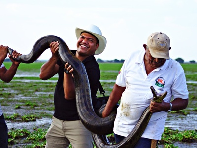 Green Anaconda