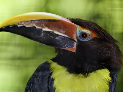 Green Aracari
