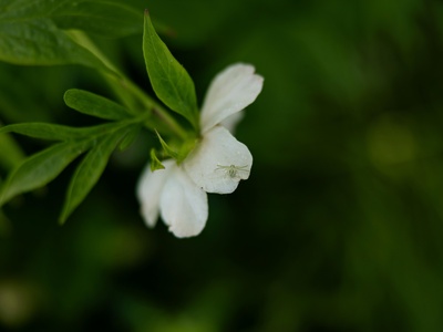 Green Crab Spider