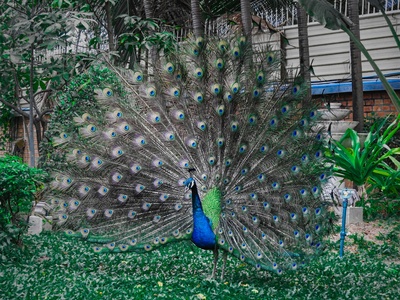 Green peafowl
