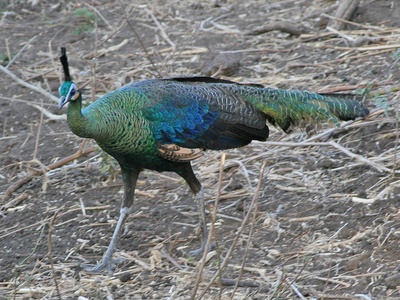 Green Peafowl