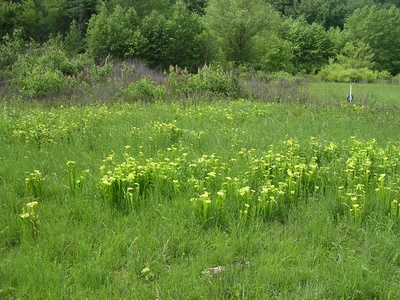 Green Pitcher Plant