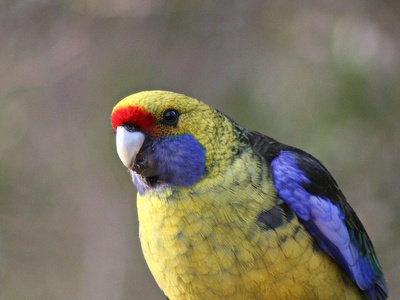 Green Rosella