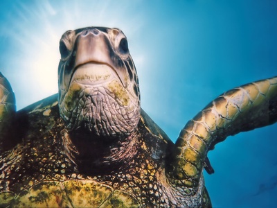 Green Sea Turtle