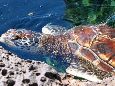 Green sea turtle