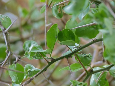 Green Thorn