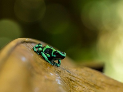 Green Tiger Beetle