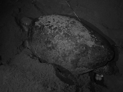 Green turtle