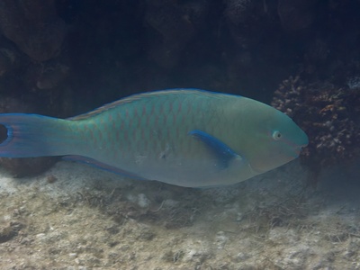 Greenband parrotfish