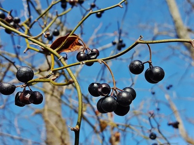 Greenbrier berries