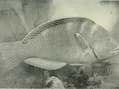 Greenland halibut