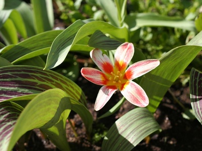 Greig's Tulip