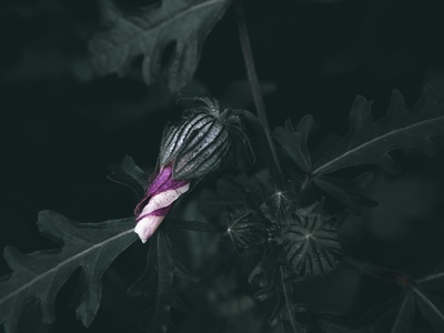 Grenadine Wild Petunia