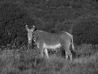 Grevy's Zebra