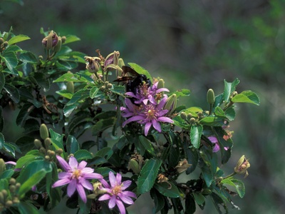Grewia