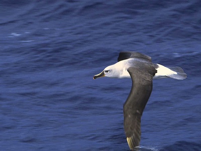 Grey-headed Albatross
