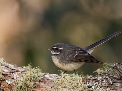 Grey Fantail