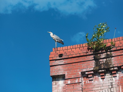 Grey Heron