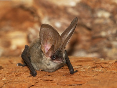 Grey Long-eared Bat
