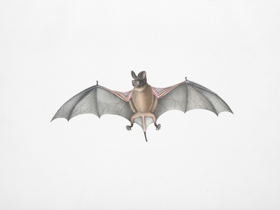 Grey long‑eared bat