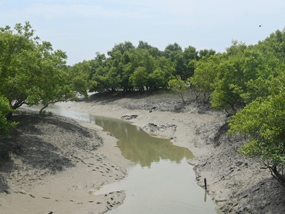 Grey mangrove