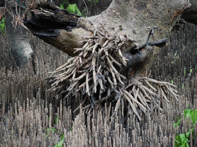 Grey mangrove