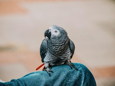 Grey Parrot